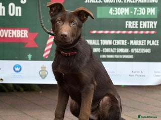 German Shepherd dogs German Shepherd Liver and Tan Male - Advert 1