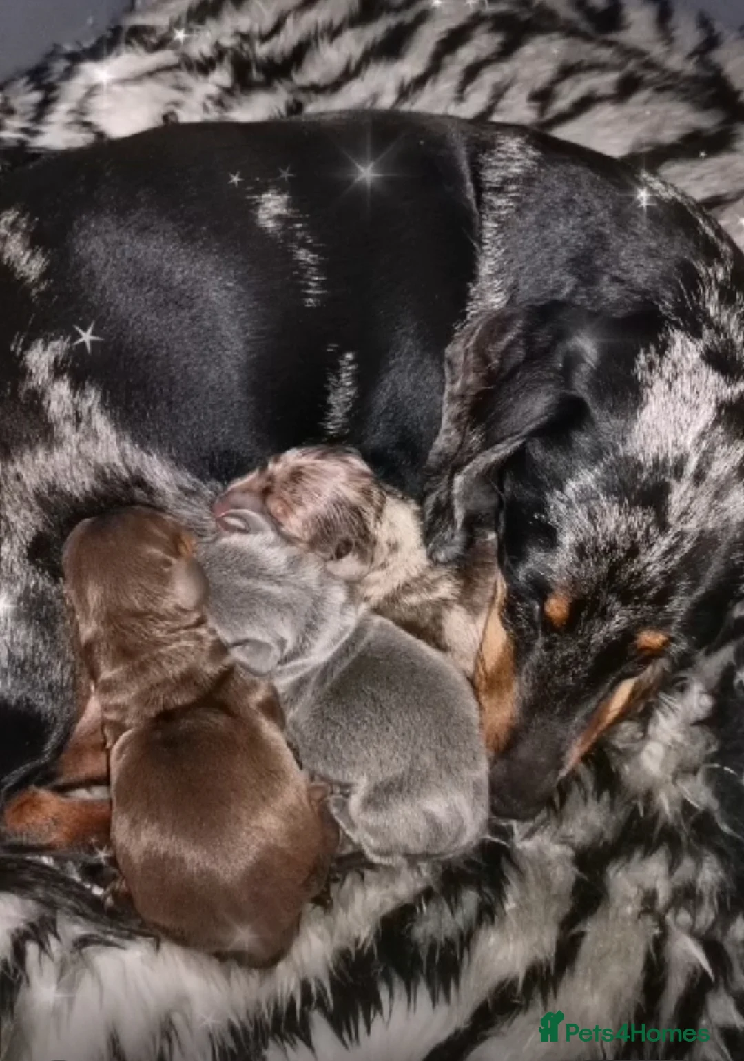 Miniature Dachshund dogs for stud: KC reg Isabella & Tan Stud! Free ovulation test in Stockton-on-Tees - Advert 21