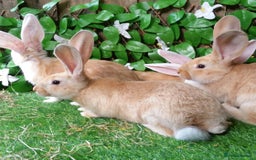 Continental Giant rabbits for sale: PURE Continental Giants Vaccinated 3 in 1 Reserve  - Image 6
