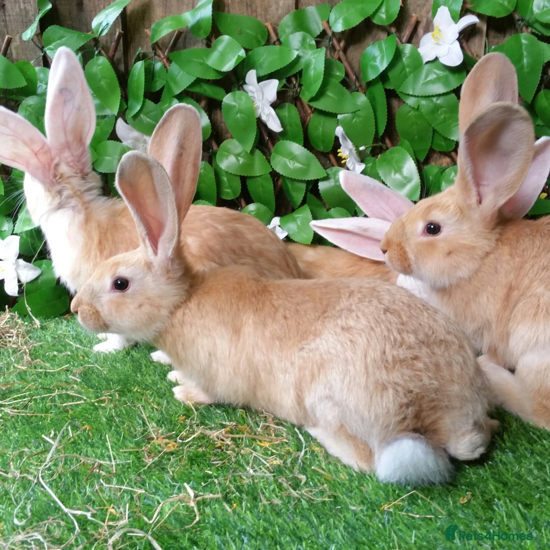 Continental Giant rabbits for sale: PURE Continental Giants Vaccinated 3 in 1 Reserve  - Image 6