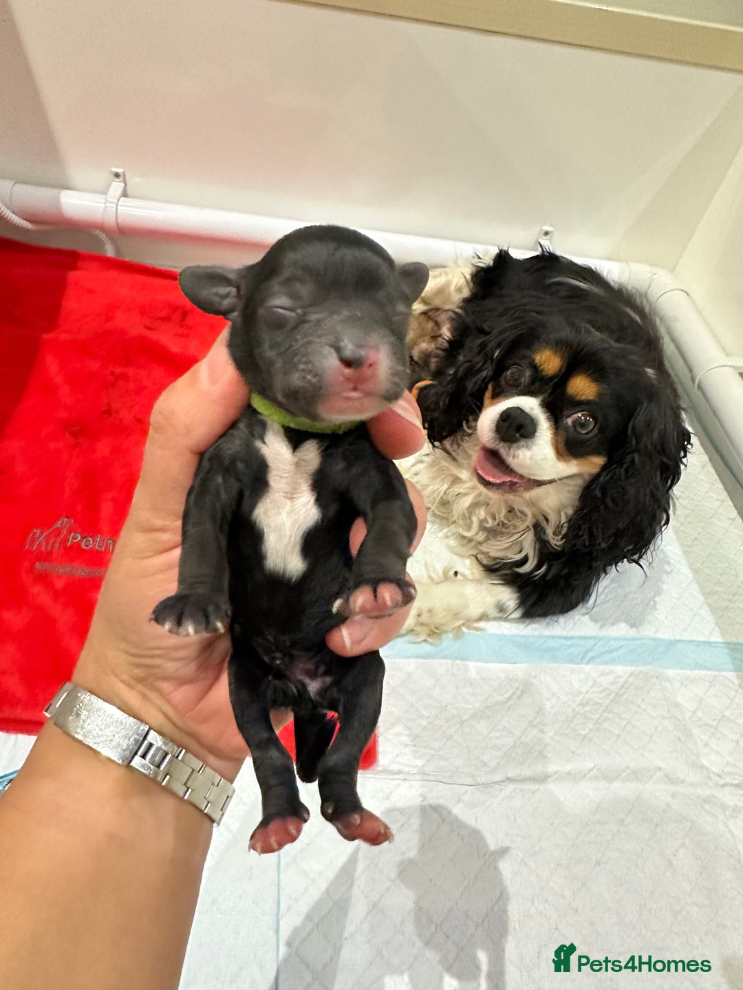 Cavapoo dogs for sale: F1 cavapoo puppies heath tested  - Image 18