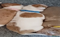 Jack Russell dogs for sale: Beautiful male puppy - Image 3