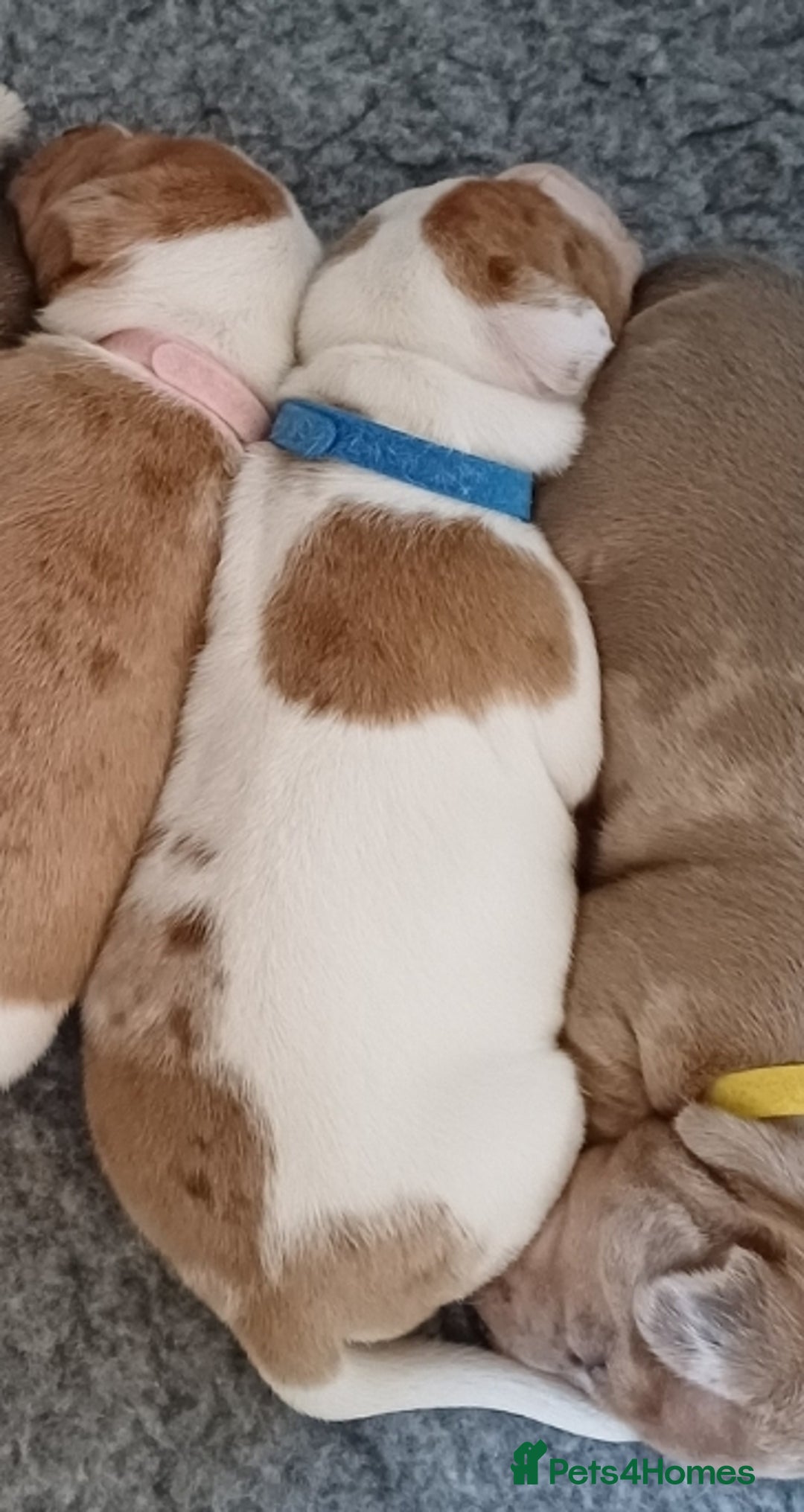 Jack Russell dogs for sale: Beautiful male puppy - Image 3