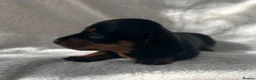 Miniature Dachshund dogs for sale: Bubbles and Oreo  - Advert 7
