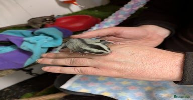 Sugar Glider rodents - Advert 8