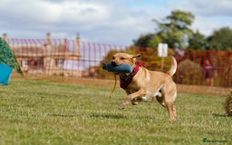Labrador Retriever dogs for sale: Quality KC reg labs (ideal assistance/therapy dog) - Image 5