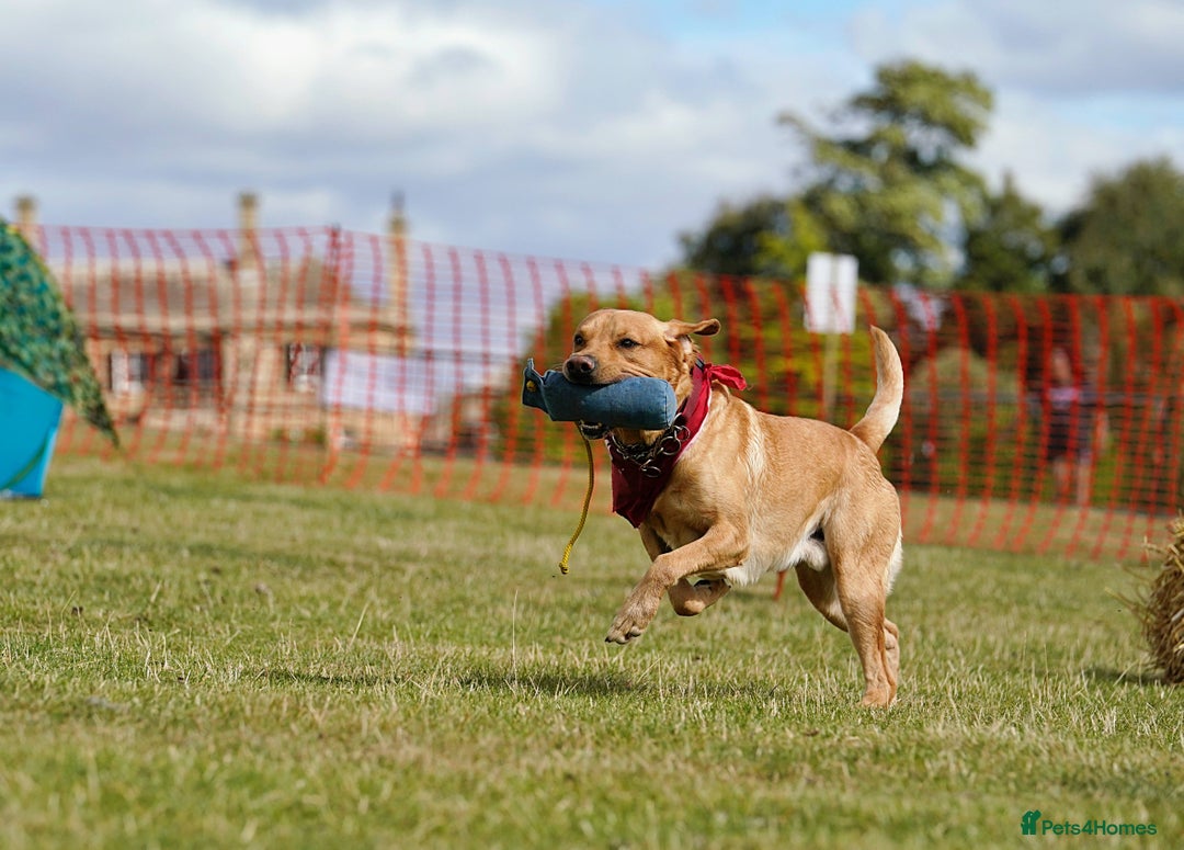 Labrador Retriever dogs for sale: Quality KC reg labs (ideal assistance/therapy dog) - Image 5