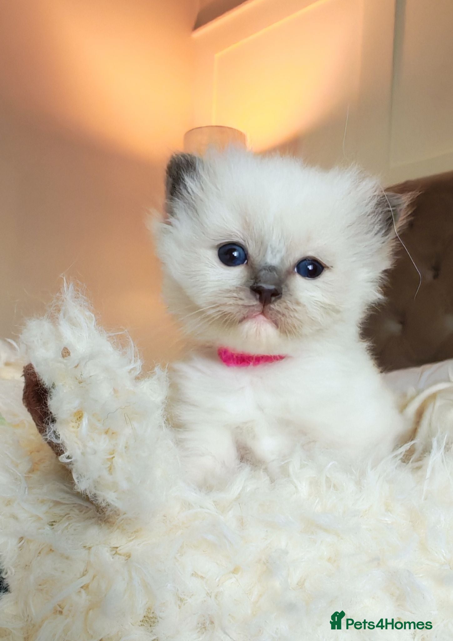 Ragdoll cats Raised with Love, looking for Forever homes - Advert 2
