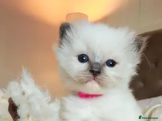 Ragdoll cats Raised with Love, looking for Forever homes - Advert 2