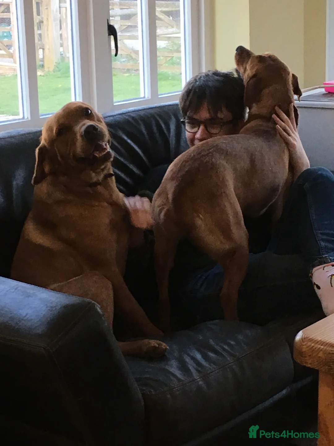 Labrador Retriever dogs for stud: Fully Health Tested Labrador for stud in Ashford - Advert 7