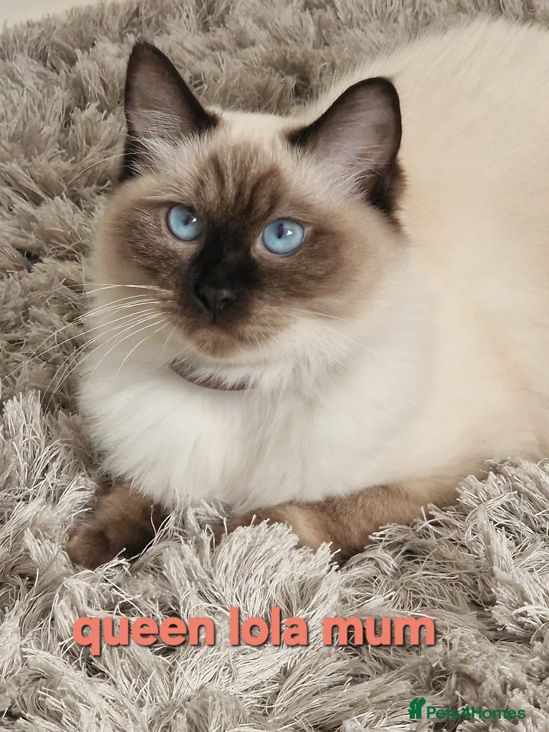 Ragdoll cats for sale: Beautiful little of 4 ragdoll kittens - Advert 1