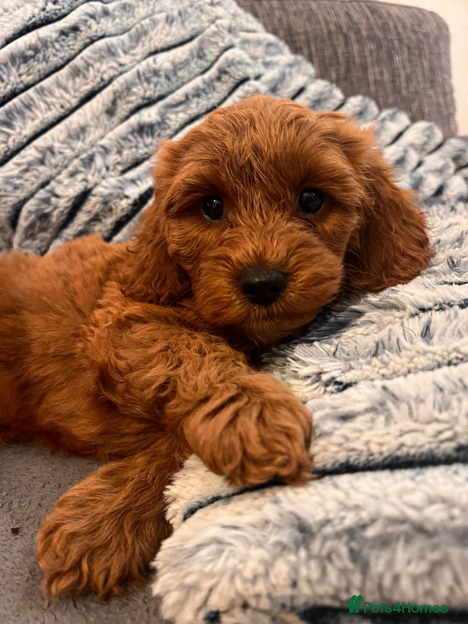 Cockapoo dogs Beautiful Cockapoo Puppies - litter of 9. - Advert 4