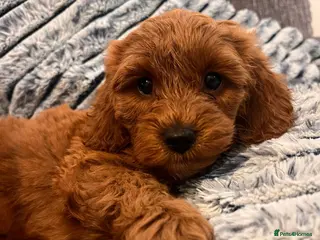 Cockapoo dogs Beautiful Cockapoo Puppies - litter of 9. - Advert 4