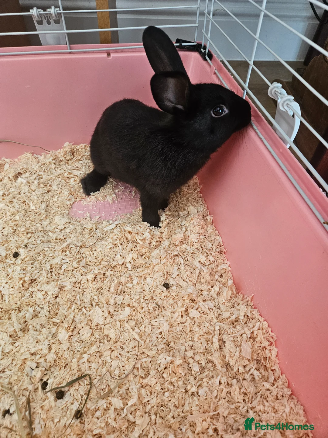 Mixed Breed rabbits for sale: Female bunny for sale - Advert 4