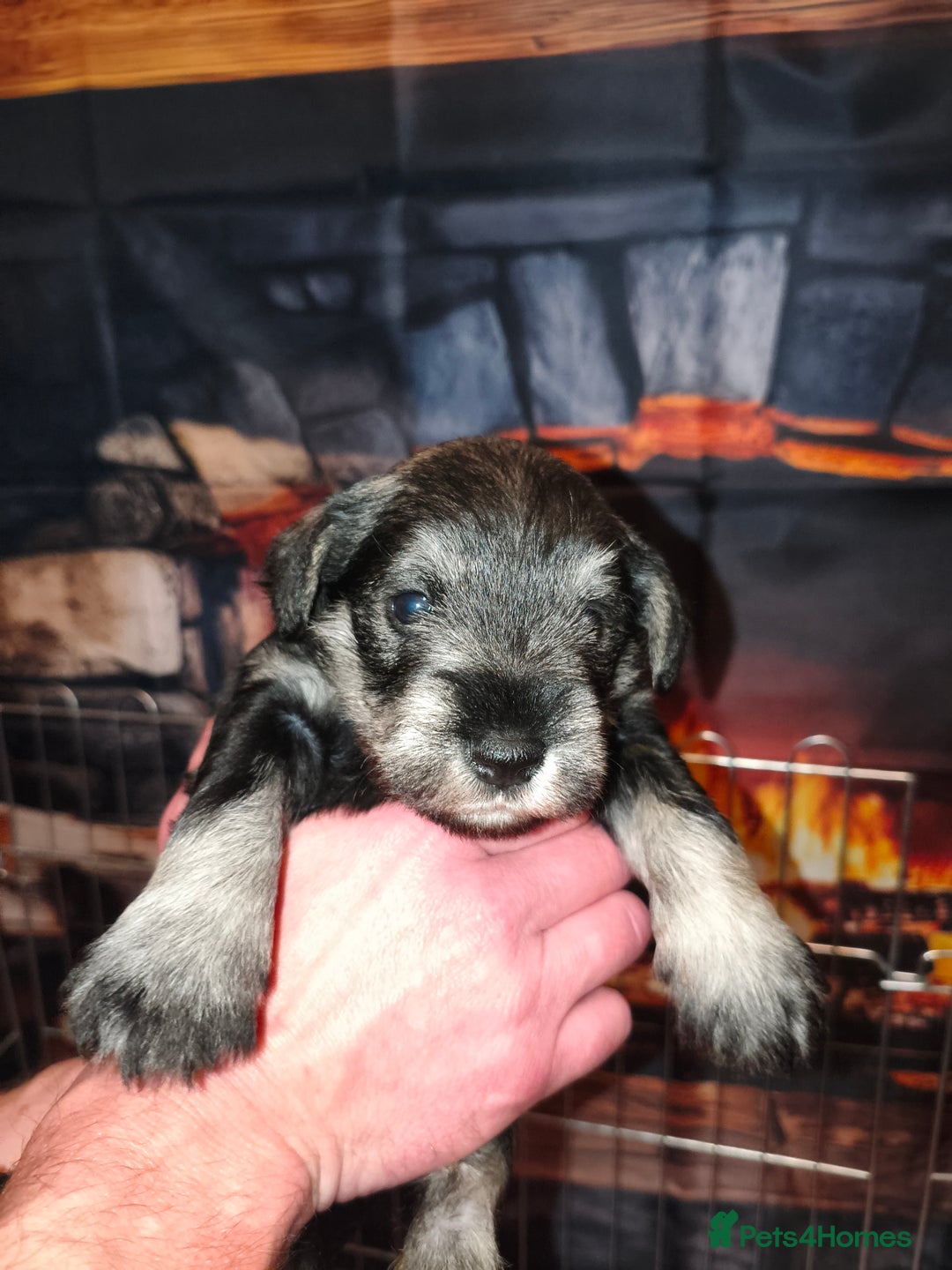 Miniature Schnauzer dogs for sale: Charming Mini Schnauzers with KC registration - Advert 10