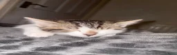 British Longhair cats for sale: British longhair kittens - Advert 9