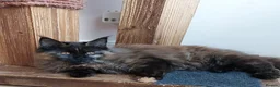 Maine Coon cats for sale: CUTE  MAINE COON GIRL /DNA/GCCF  - Advert 7