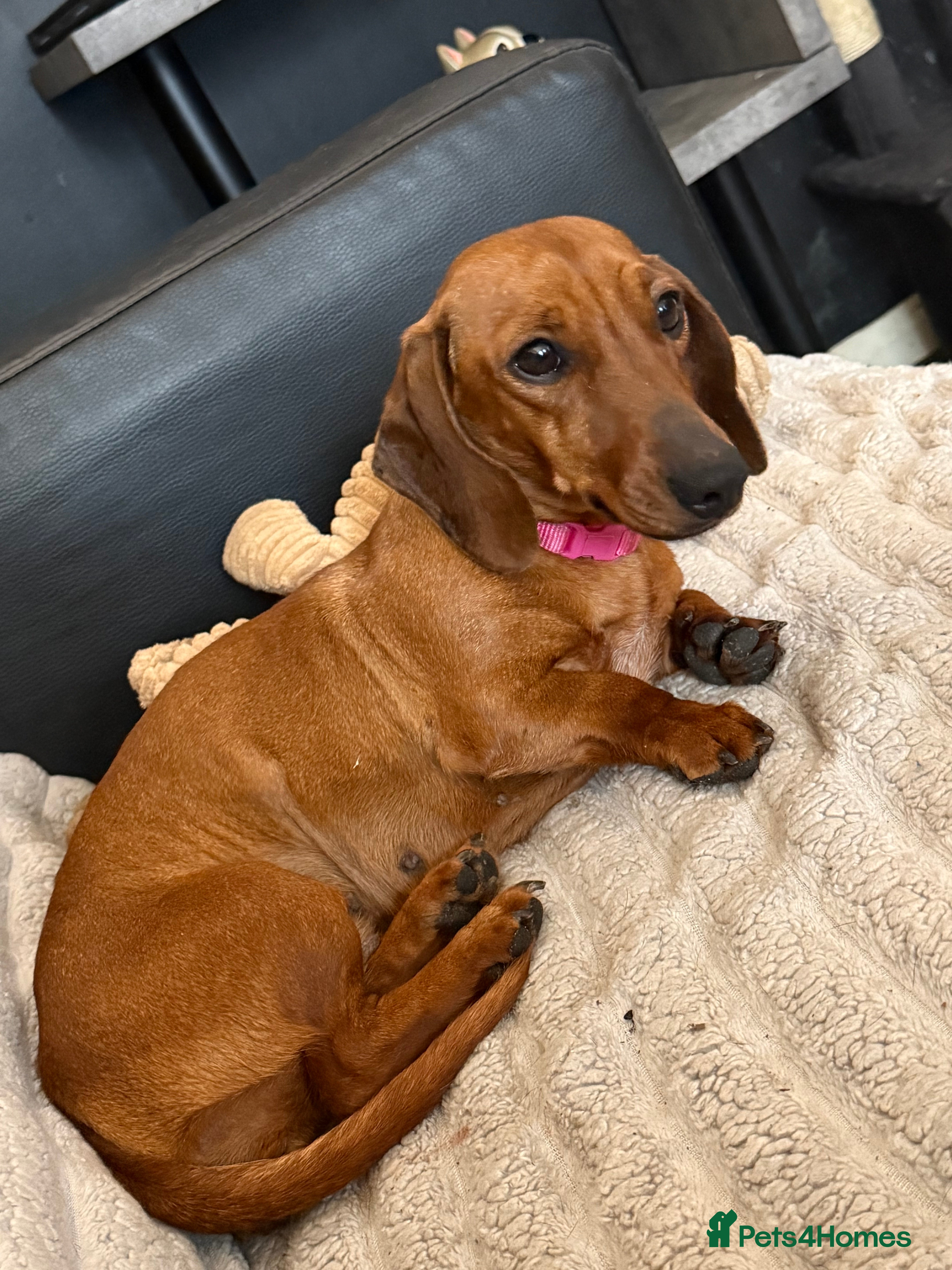 Miniature Dachshund dogs Adult female  - Advert 1