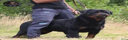Rottweiler dogs for sale: Beautiful Male Rottweiler Now Available  - Advert 5