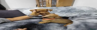 Dachshund 7