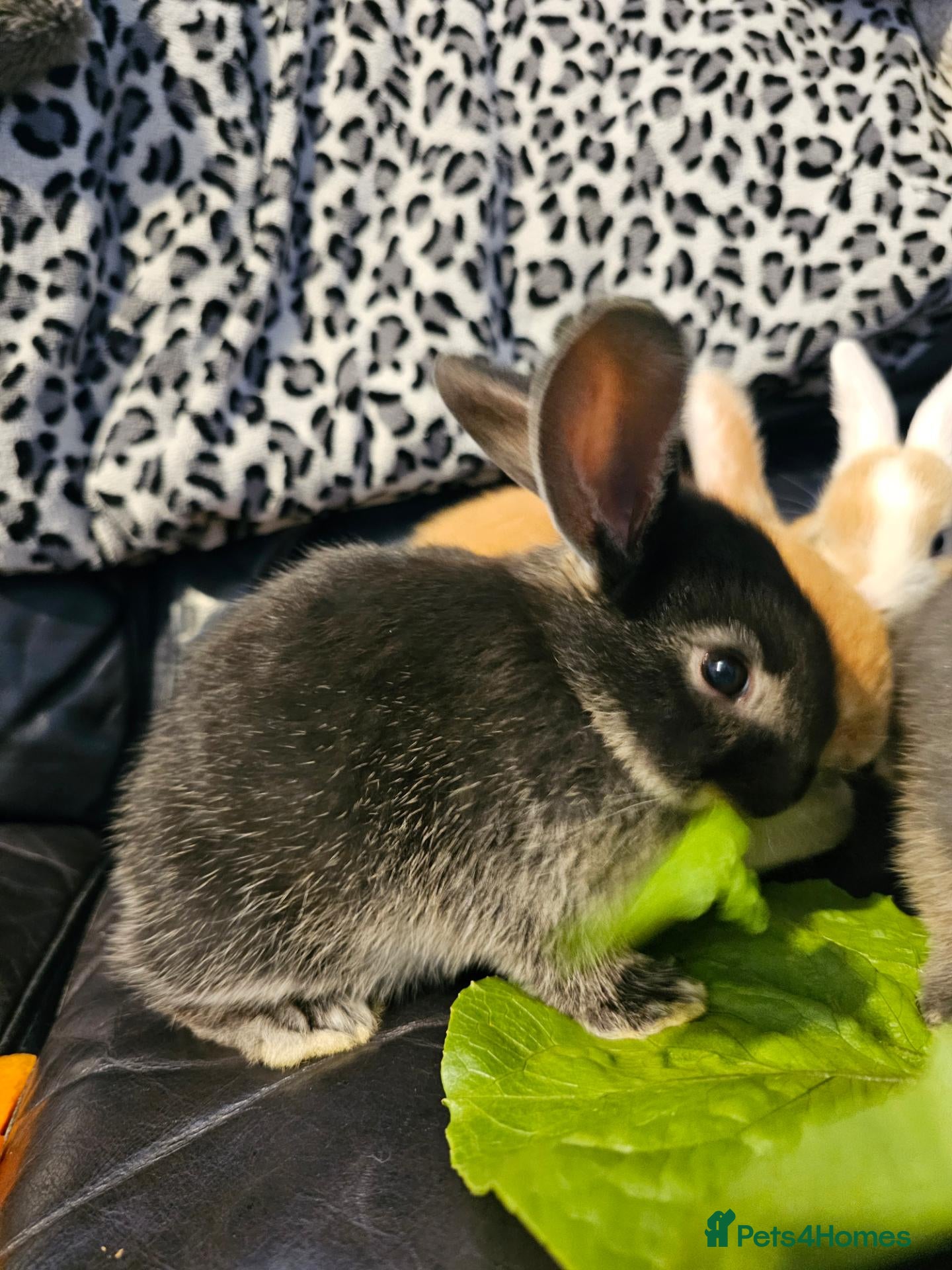 Mini Lop rabbits **1 Rabbit ready 6 in 6 weeks** - Advert 3
