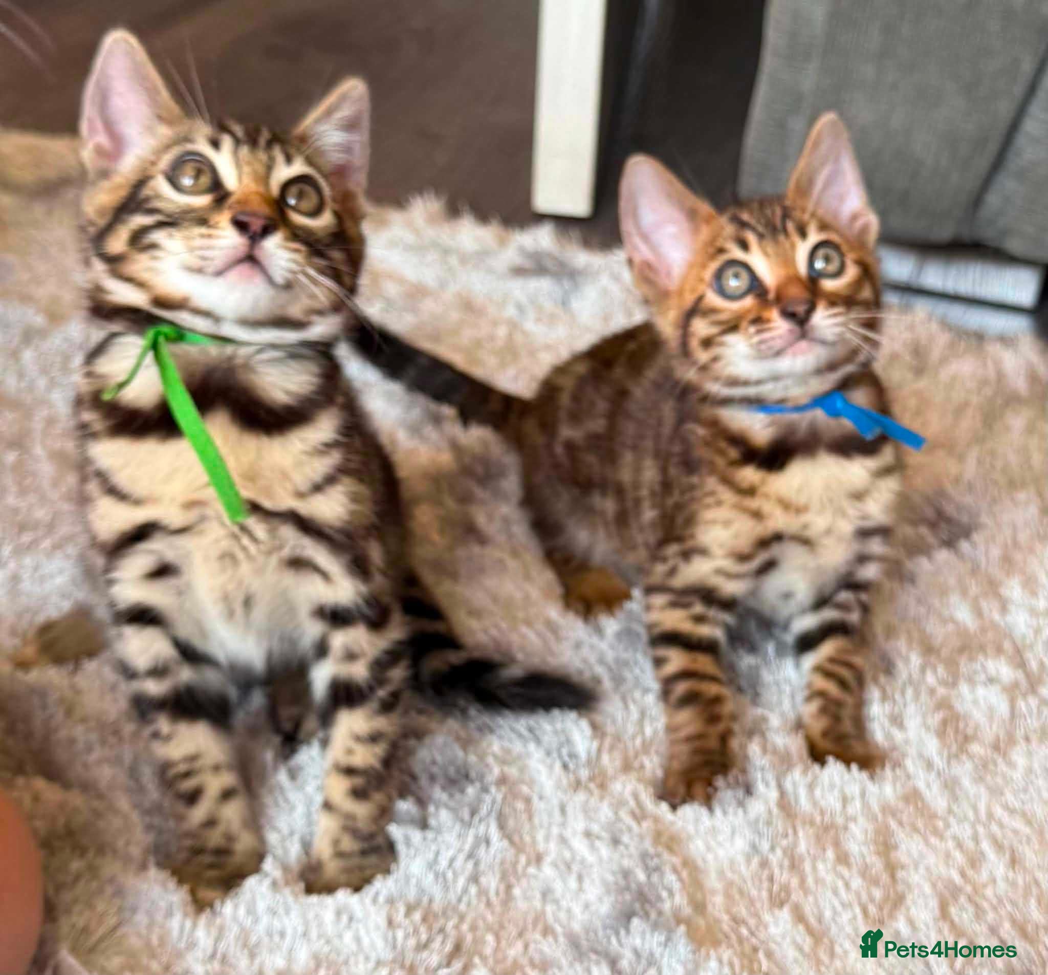 Bengal cats for sale: TICA Rare Snow & Charcoal carrying Bengal kittens! - Advert 7