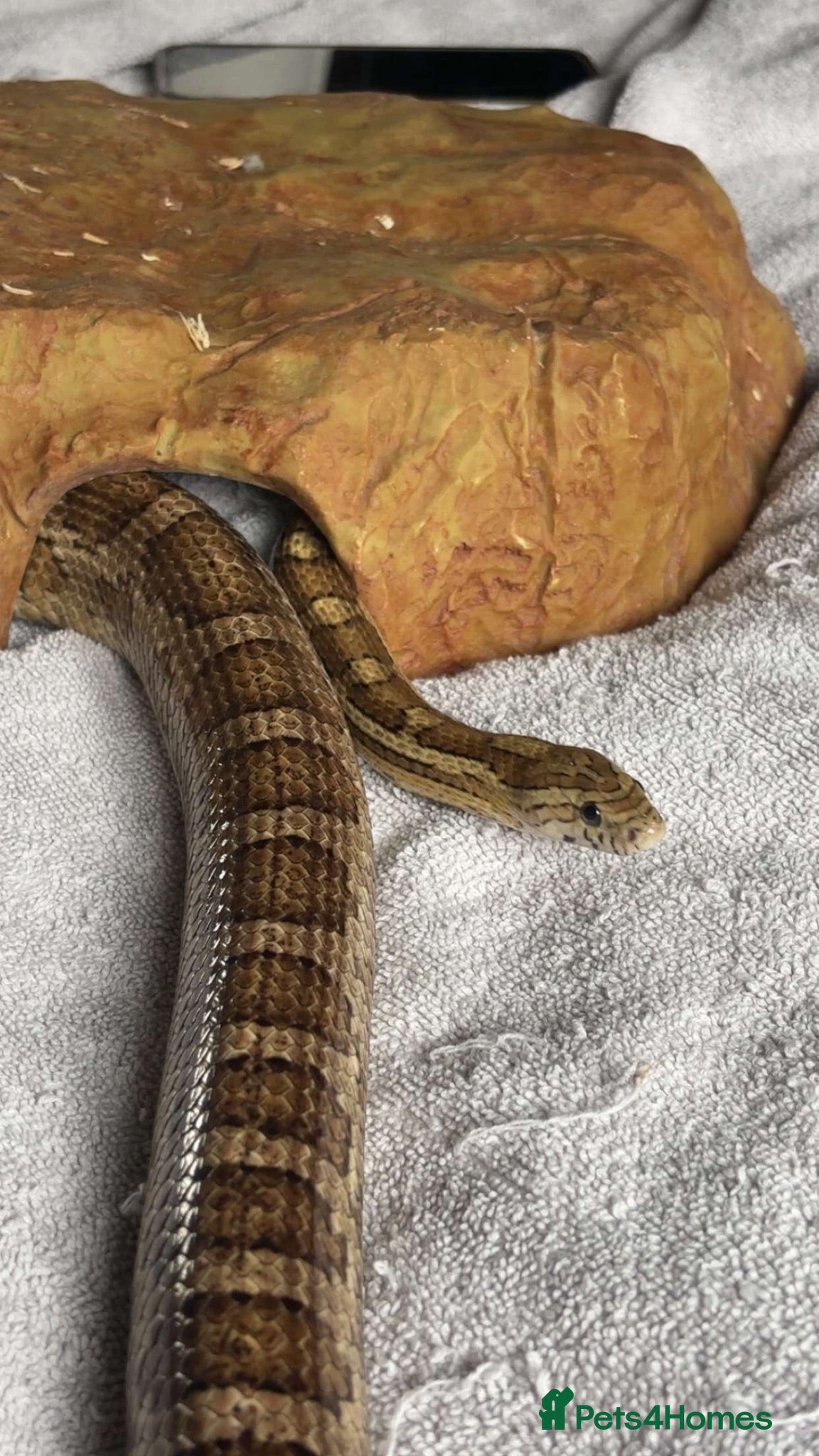 Corn Snake reptiles Corn Snake looking for a new home - Advert 2
