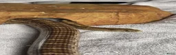 Corn Snake reptiles for sale: Corn Snake looking for a new home in Derby - Advert 2