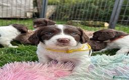 English Springer Spaniel dogs for sale: English springer spaniels  - Image 6