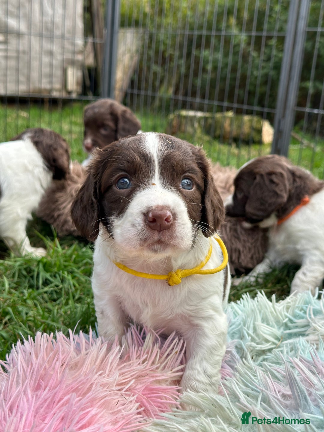 English Springer Spaniel dogs for sale: English springer spaniels  - Image 6