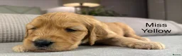 Goldendoodle dogs for sale: HEREDITARY HEALTH TESTED MUM. DNA TESTED DAD - Advert 11
