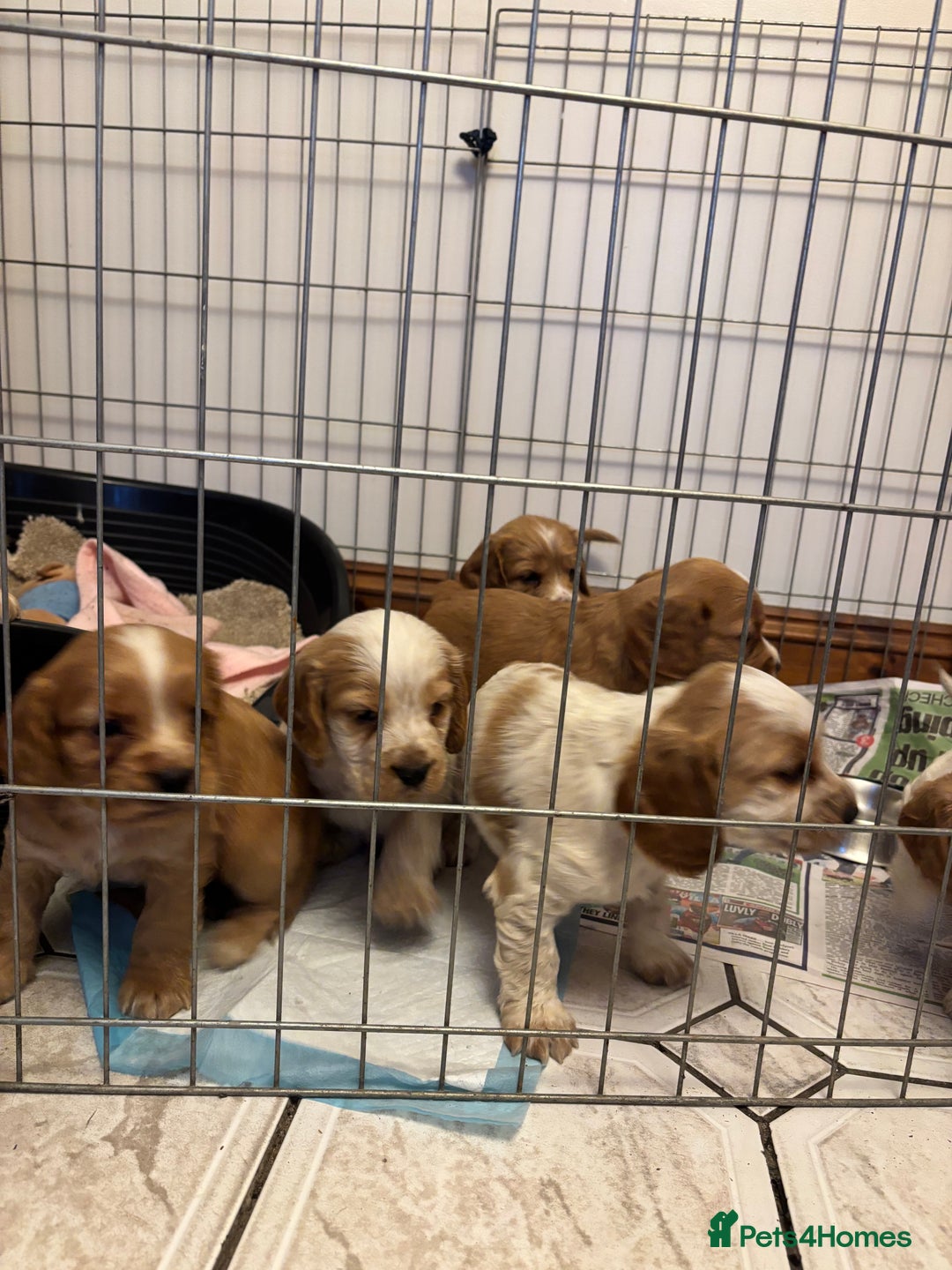 Cocker Spaniel dogs for sale: KC reg cocker spaniels  - Advert 9