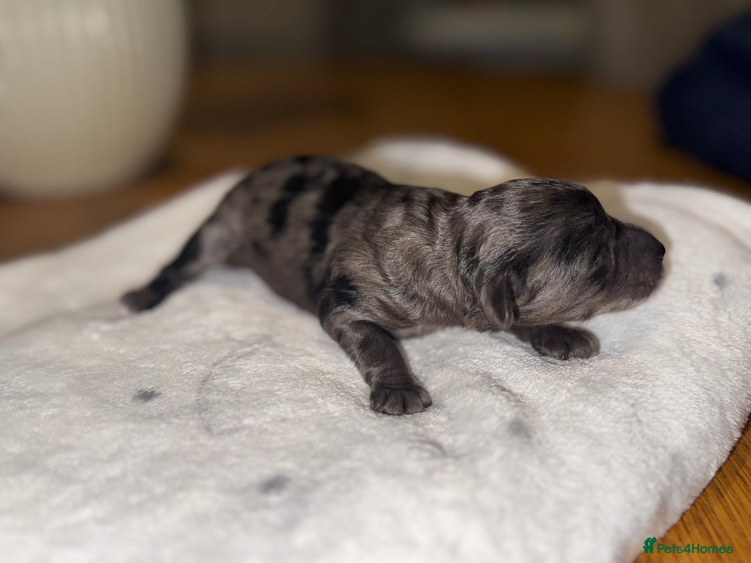 Cockapoo dogs for sale: Cockerpoo FB1 ready to leave  **  Eve  - Image 7