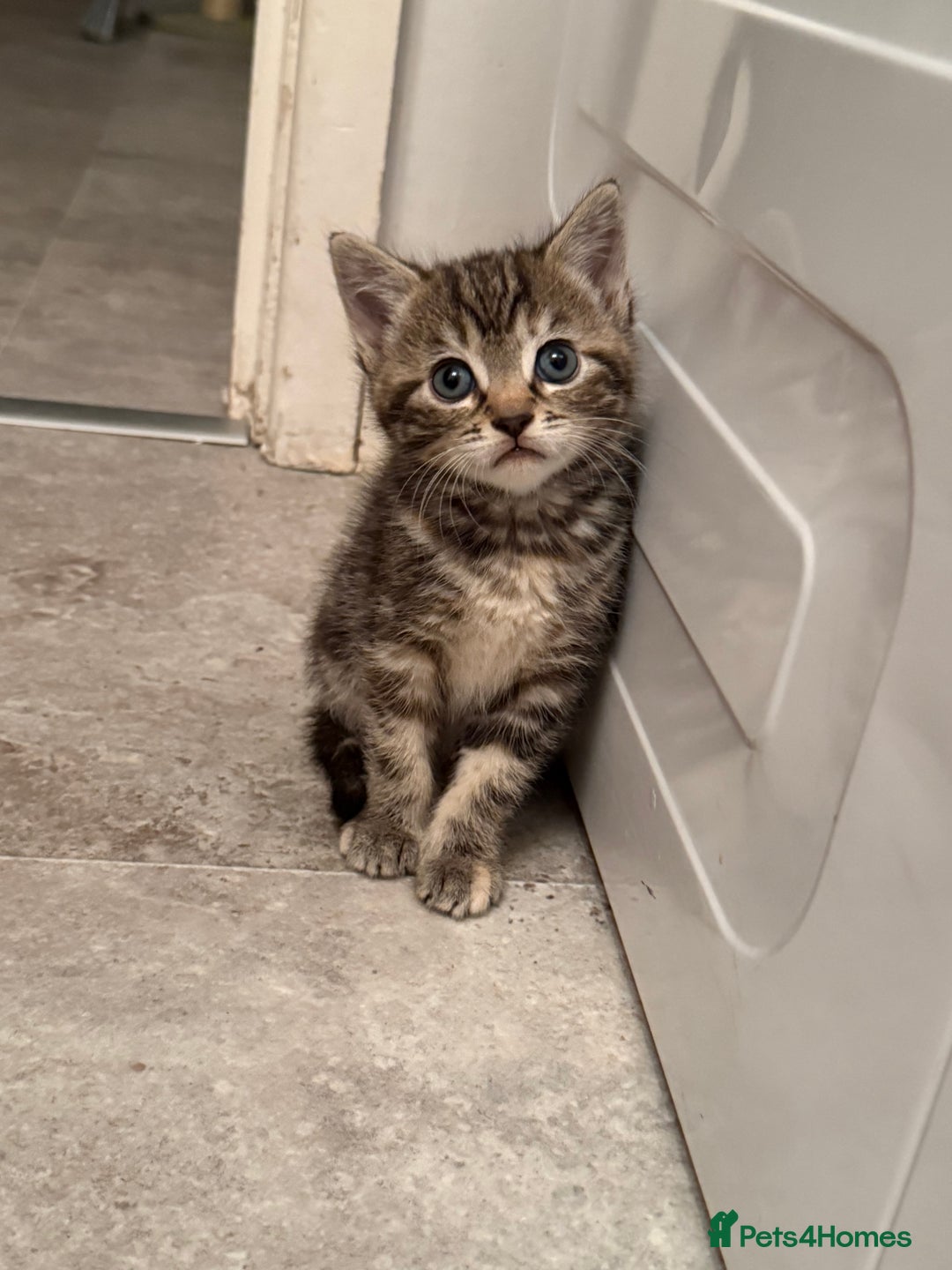 British Shorthair cats for sale: Gorgeous kittens  - Advert 3