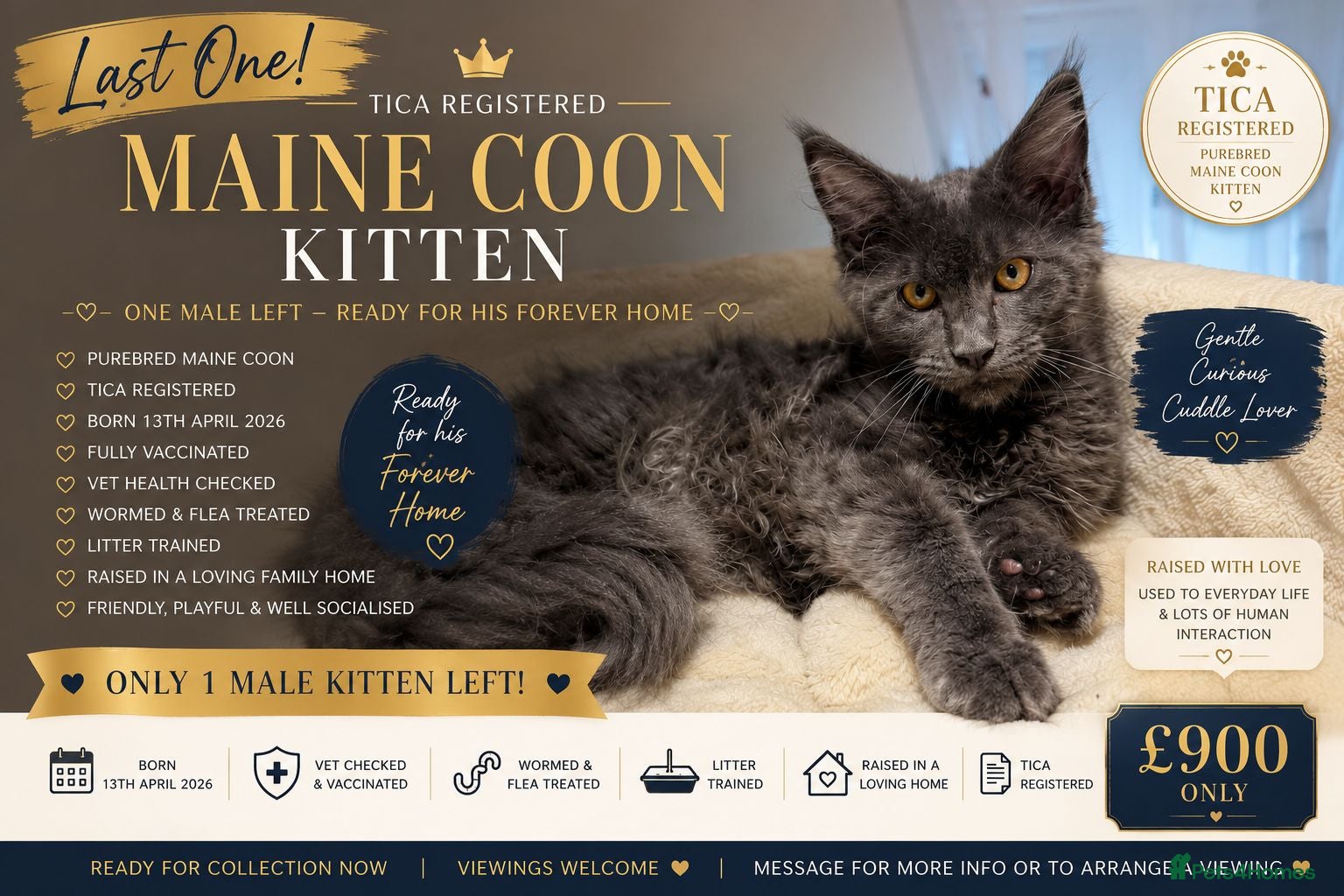 Maine Coon cats Last TICA Registered Maine Coon Boy – Ready Now - Advert 16