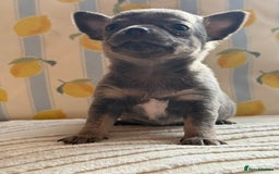 Chihuahua dogs for sale: Outstanding BLUE/TAN & LILAC/TAN puppies  - Image 14