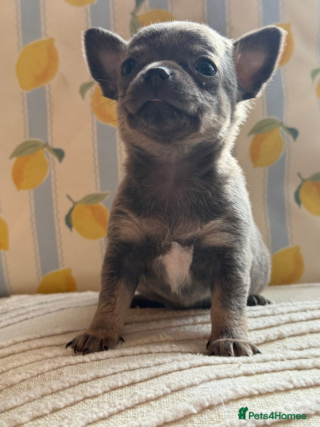 Chihuahua dogs for sale: Outstanding BLUE/TAN & LILAC/TAN puppies  - Image 14