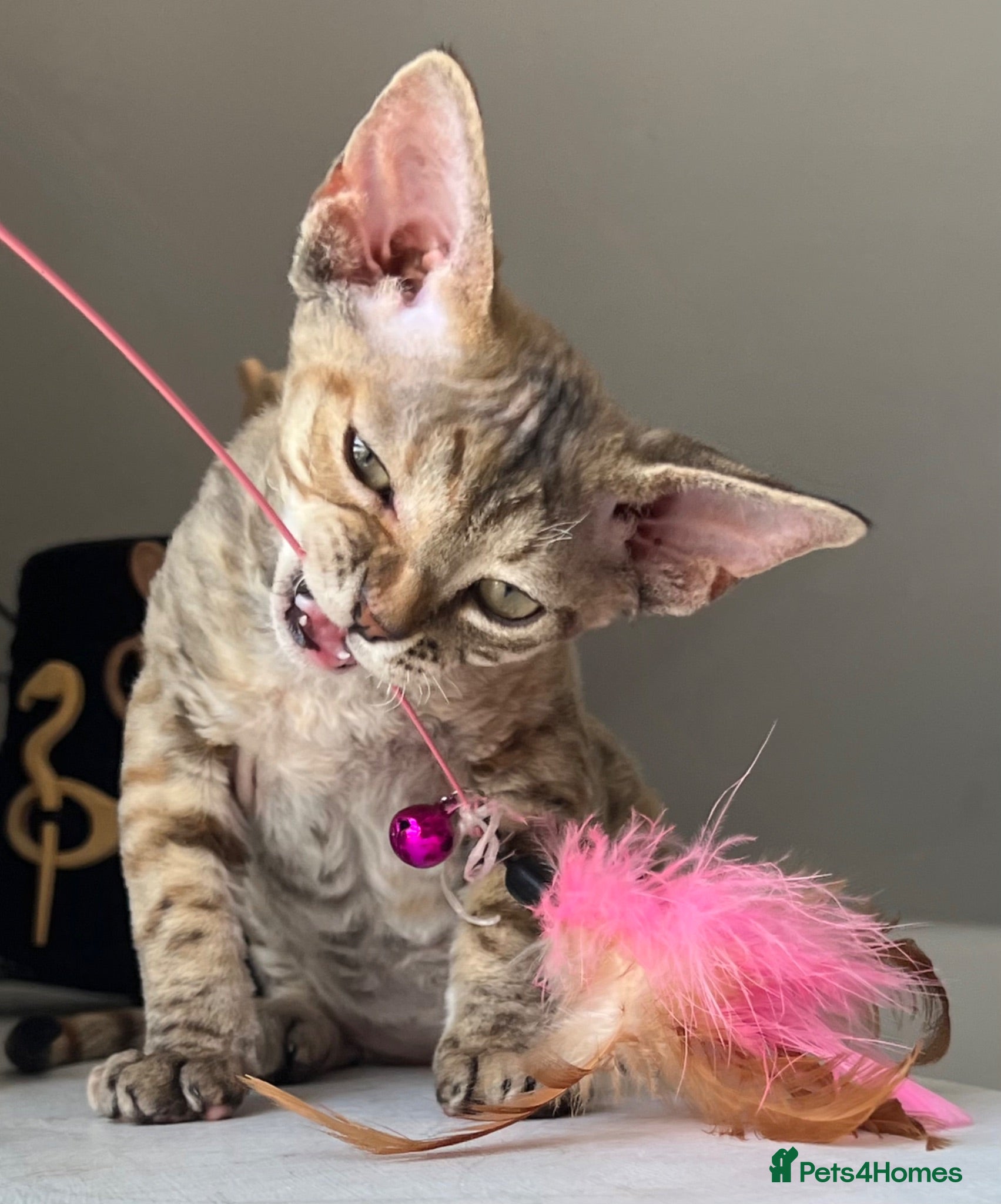 Devon Rex cats  Pedigree Devon Rex Kittens. Pet Homes Only  - Advert 7