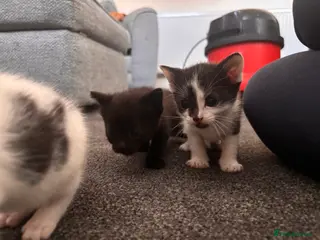 Mixed Breed cats Kittens *Ready in 3 weeks* - Advert 1