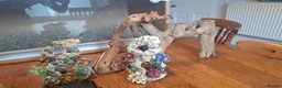Corn Snake reptiles for sale: Corn snake with vivvarium in Ivybridge - Advert 8