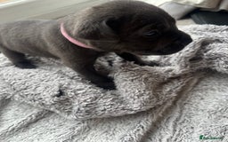 Cane Corso dogs for sale: Cane corsos puppies  - Advert 29