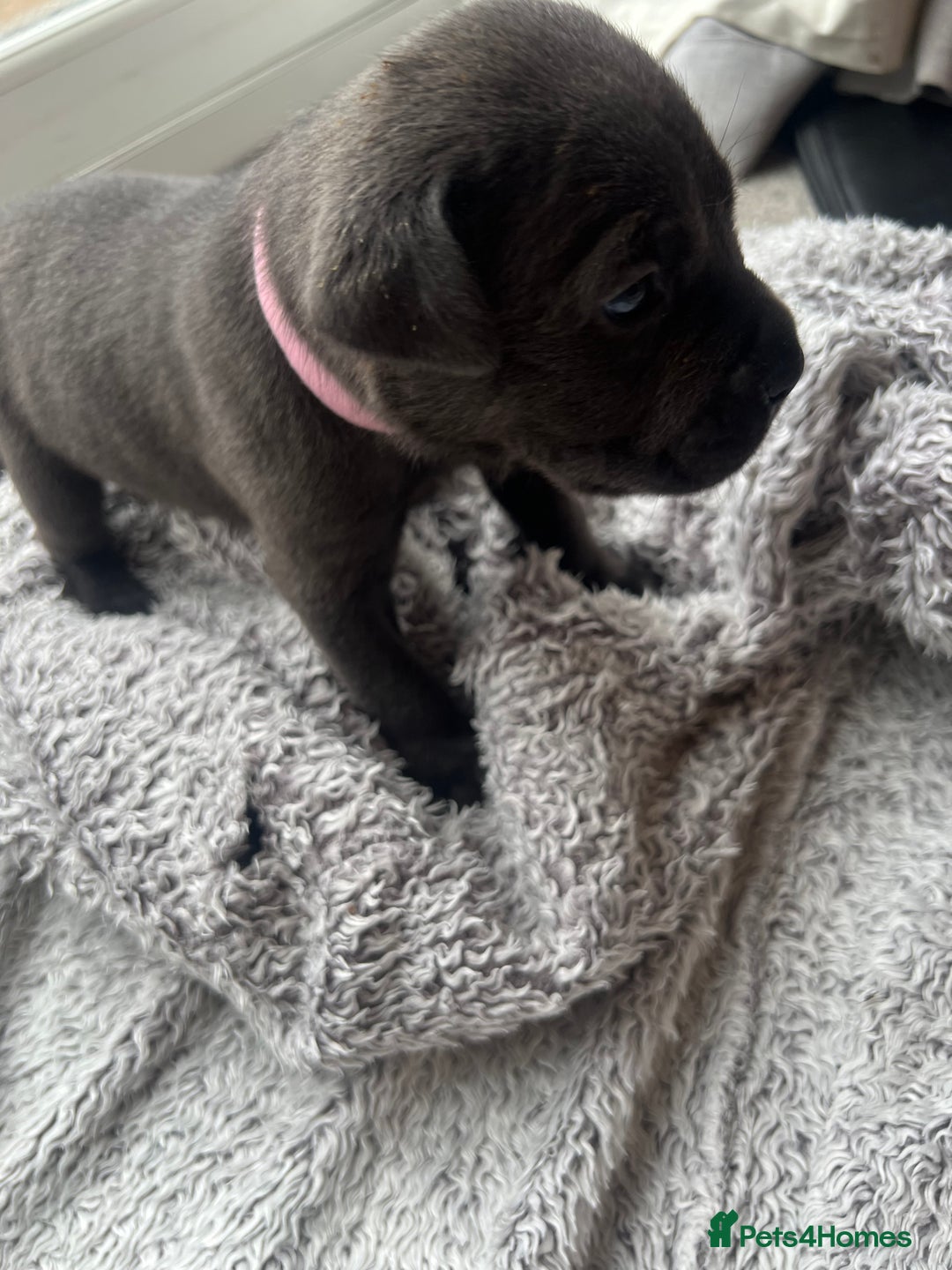 Cane Corso dogs for sale: Cane corsos puppies  - Advert 29