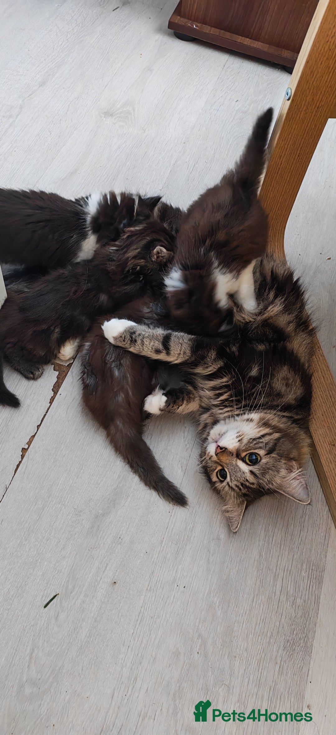 Siberian cats for sale: Siberian kittens  - Advert 6