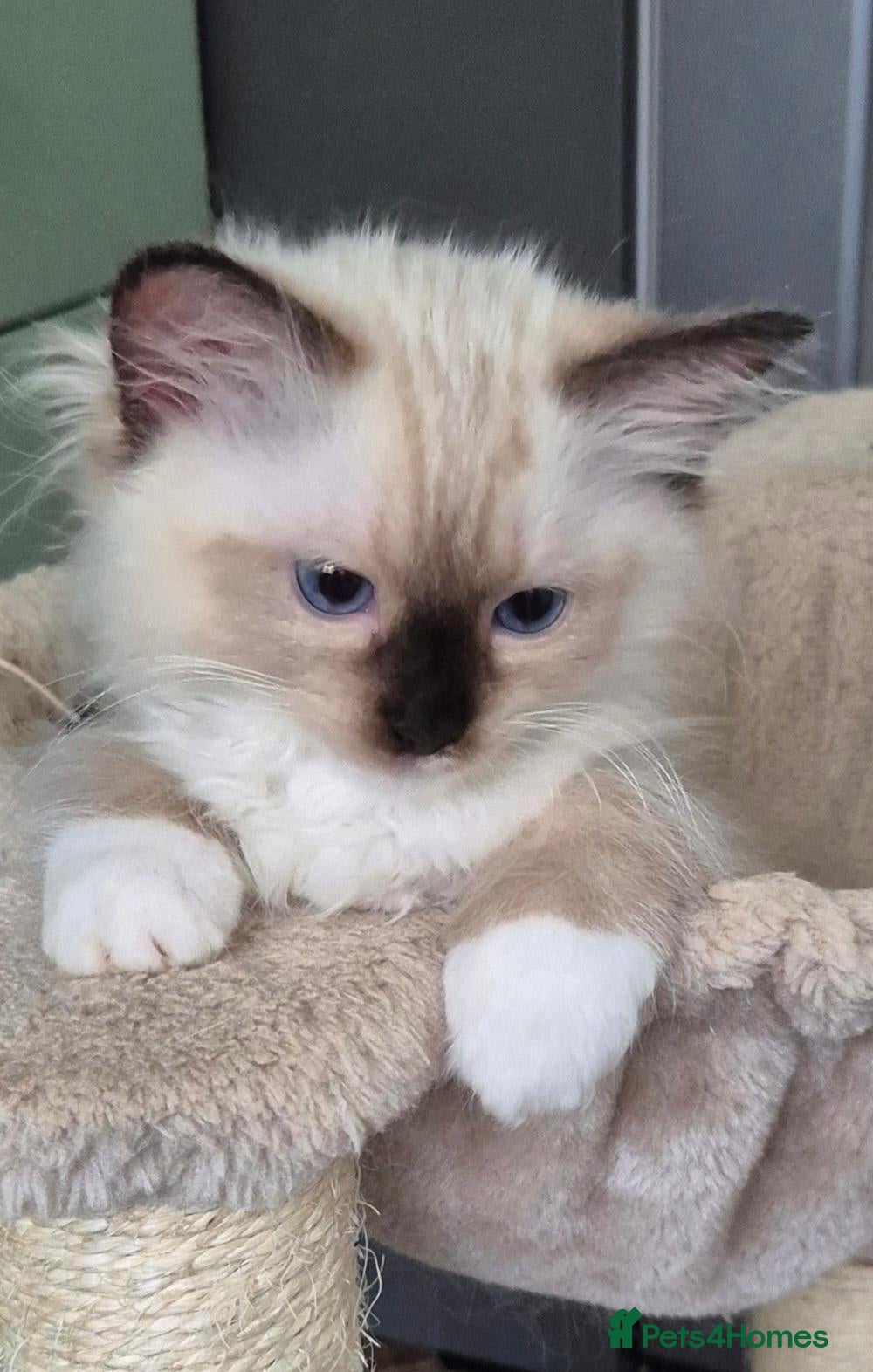 Ragdoll cats Outstanding TICA reg Ragdoll Male Deep Blue Eyes. - Advert 3