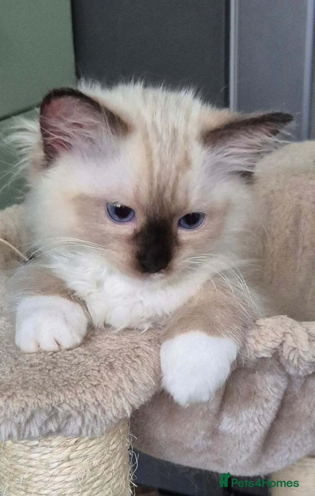 Ragdoll cats for sale: Outstanding TICA reg Ragdoll Male Deep Blue Eyes. - Advert 1