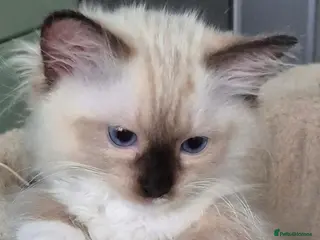 Ragdoll cats Outstanding TICA reg Ragdoll Male Deep Blue Eyes. - Advert 3
