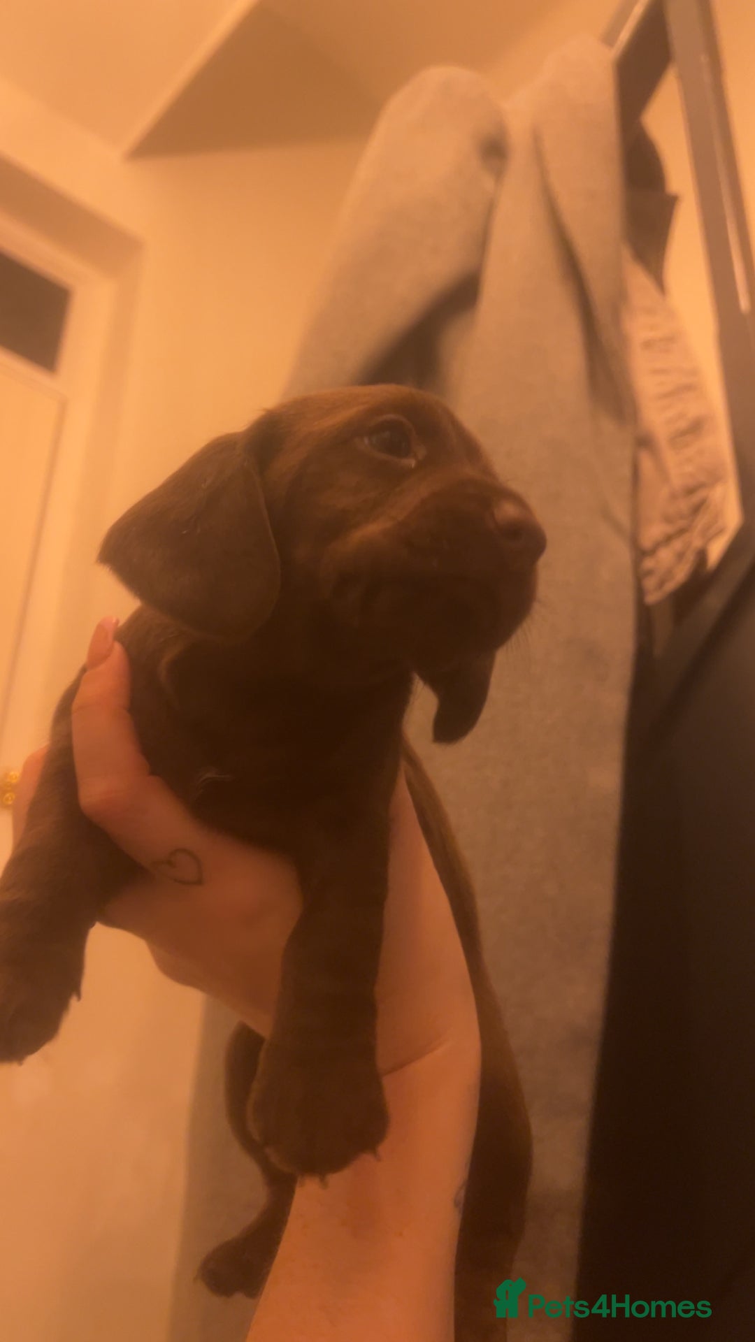 Mixed Breed dogs for sale: LAST GIRL 🩷 daxipoo - Advert 11