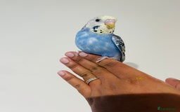 Budgerigars birds for sale: Hand reared budgies for sale  - Image 20