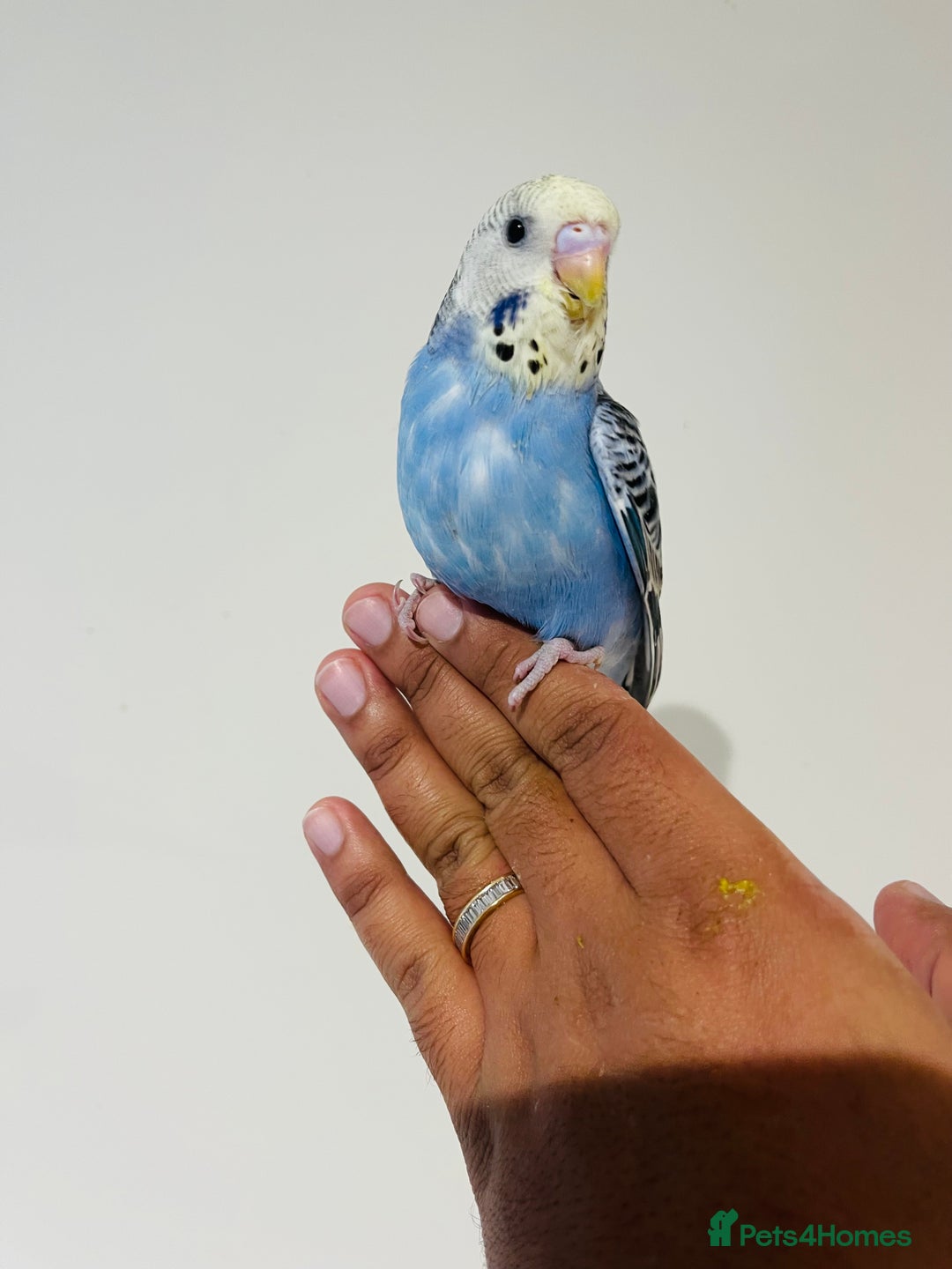 Budgerigars birds for sale: Hand reared budgies for sale  - Image 20