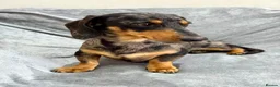 Miniature Dachshund dogs for sale: Adorable Miniature Dachshund Puppies - Advert 4